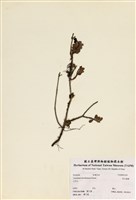 藏品(高山越橘)的圖片